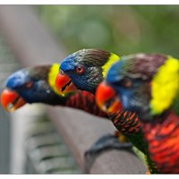 В Риге преступники украли попугая за 500 латов