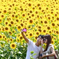 Ziedu festivālu laiks: japāņi bauda saulespuķes