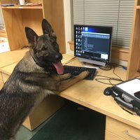 Policijas suns Maksimuss, kas nesmādē darbu un ūdens strūklu