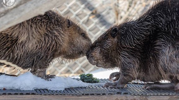 facebook.com/albertainstituteforwildlifeconservation