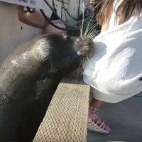 Šokējošs video: Kanādā jūras lauva sagrābj meitenīti un ievelk to ūdenī