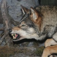 В зоопарке волк откусил ребенку кончик пальца