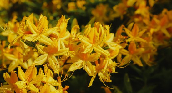 ФОТО. В Национальном ботаническом саду в Саласпилсе вовсю цветут рододендроны