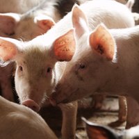 Газета: в Латвию массово ввозится свинина с использованием схем НДС
