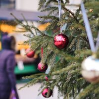 Rīga meklē Ziemassvētku egļu cirtējus, citas pašvaldības – rotātājus