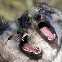 Волки терроризируют хозяйства Латвии: с начала года они задрали уже 38 животных