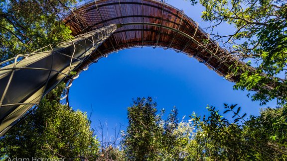 Kirstenbosch Treetop Walkway - 71