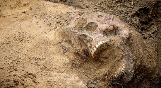 Aizvēsturiskie bērni kāpuši kokos – atklāj 3,3 miljonu gadus veca fosilija