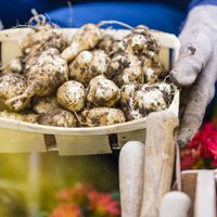 Kartupeļa līdzinieks – topinambūrs. Padomi audzēšanā un lietošanai uzturā