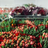 Букет к "женскому дню" за 50 евро. Правда ли, что цены на цветы взлетают к 8 марта?