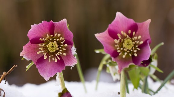 sniega roze Helleborus niger