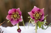 Kupenās plaukstošais zieds – sniega roze