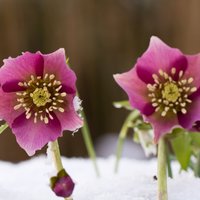 Kupenās plaukstošais zieds – sniega roze