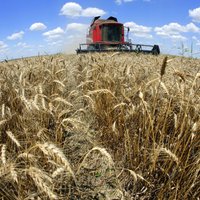 Lielākā daļa graudu Latvijā ir novākti; darbi intensīvi turpināsies vēl šonedēļ