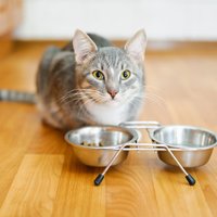 Kāpēc kaķis ēdienu izņem no bļodiņas un apēd citur