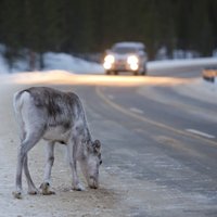 Kādēļ meža dzīvnieki ziemā nāk uz autoceļa laizīt sāli