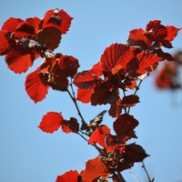 Dekoratīvas un ar gardu riekstu ražu: septiņas lazdu šķirnes ar sarkanām lapām
