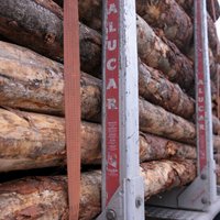 Meža produkcijas eksports pērn sarucis par 2,1%