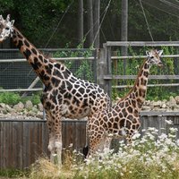 Žirafes Vakilija un Kimi nosvinējuši dzimšanas dienas