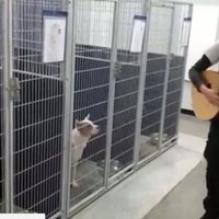 Aizkustinošs video: Mūziķis suņiem patversmē ASV velta serenādi, kuras laikā mīluļi apklust