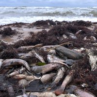 Foto: Staldzenes pludmalē izskalots lērums beigtu zivju