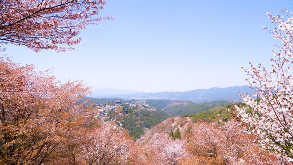 Sakuras Jošino kalnā - 6