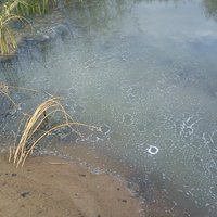 Aculiecinieks: Salacgrīvā Baltijas jūru piesārņo ar neattīrītiem kanalizācijas ūdeņiem