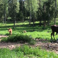 Līgatnes dabas takās svētki: aļņu ģimenei pievienojas dvīnīši