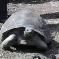 Video: Ikgadējā milzu Galapagu bruņurupuču svēršana Rīgas Zoodārzā