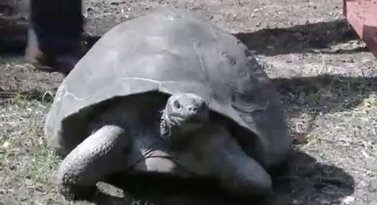 Video: Ikgadējā milzu Galapagu bruņurupuču svēršana Rīgas Zoodārzā