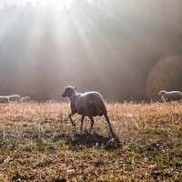 Vērojam laika zīmes: ja Katrīna čurā, tad Andrejs spaida