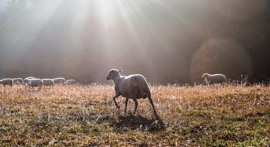 Vērojam laika zīmes: ja Katrīna čurā, tad Andrejs spaida