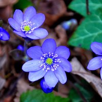 Голубая печеночница: нежный цветок со странным именем