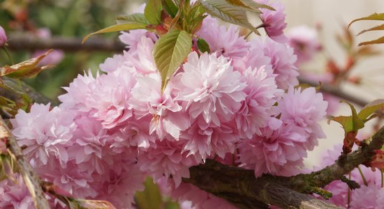 Rozā sapnis dārzā – sakura