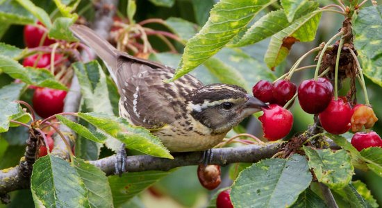 Cīņa ar putniem ogu kokos un krūmos: kā neļaut tiem apēst ražu