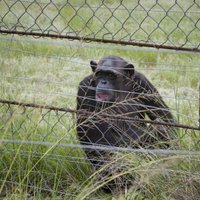 Пятеро шимпанзе сбежали из зоопарка в Ганновере
