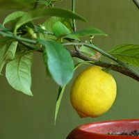 Iespējamā misija – pašam savs citronkoks