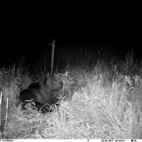 ФОТО: Косолапый гость - в Огрском крае к дому подошел медведь