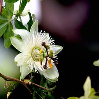 Unikāli ziedi, kas pārsteidz ar savu neparasto skaistumu