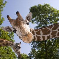 Rets gadījums – žirafei Jaunzēlandē piedzimuši dvīnīši; viens iemidzināts