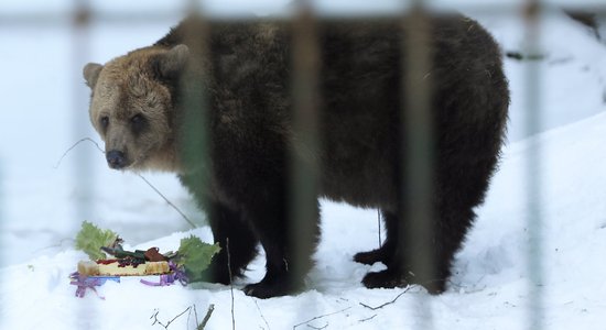 Foto: Kā lācene Ilzīte svinēja 21. dzimšanas dienu