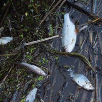 Zivju bojāeja Ičas upē: piesārņojuma problēmas risināšanai lūgs valsts palīdzību