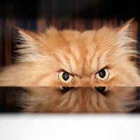 Foto: Persietis Garfi pretendē uz pasaulē dusmīgākā kaķa titulu