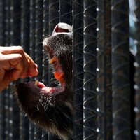 Krīze Venecuēlā: Karakasas Zoo no bada miruši desmitiem dzīvnieku