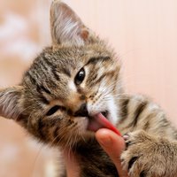 Kāpēc kaķi laiza cilvēka rokas?