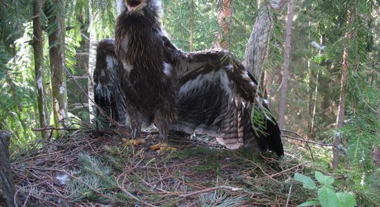 Mākslīgā ligzda – iznīcināto mājvietu aizstājējs mazajiem ērgļiem