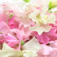 Puķuzirņu eksplozija: Kā izaudzēt trauslos, smaržīgos un skaistos ziedus