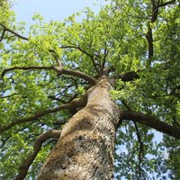 Tests: Noskaidro, kāds koks tu esi, un piesaki savu dižkoku Latvijas simtgadei