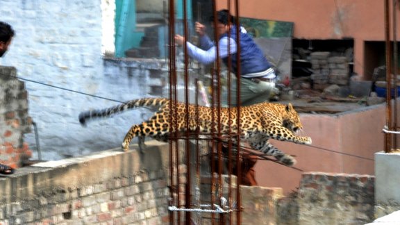 Leopards ārdās pilsētā Indijā - 3