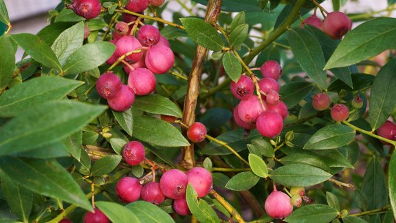 rozā krūmmellene, krūmmellene, krūmmellenes, krūmmelene pink lemonade